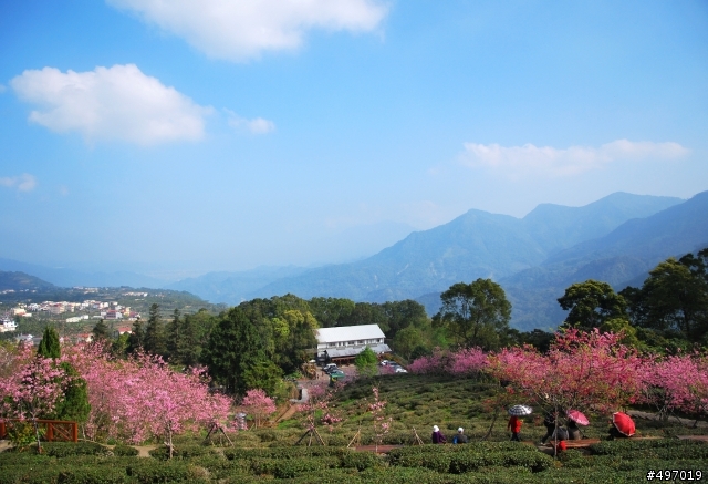 333 . 河津櫻密碼 * 南投鹿谷 . 台大鳳凰茶園