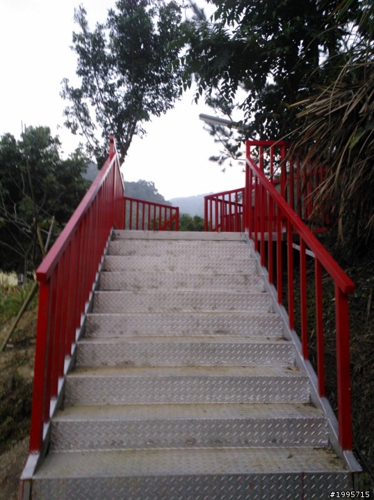 2013/2/2 大坑濁水巷櫻花林花況
