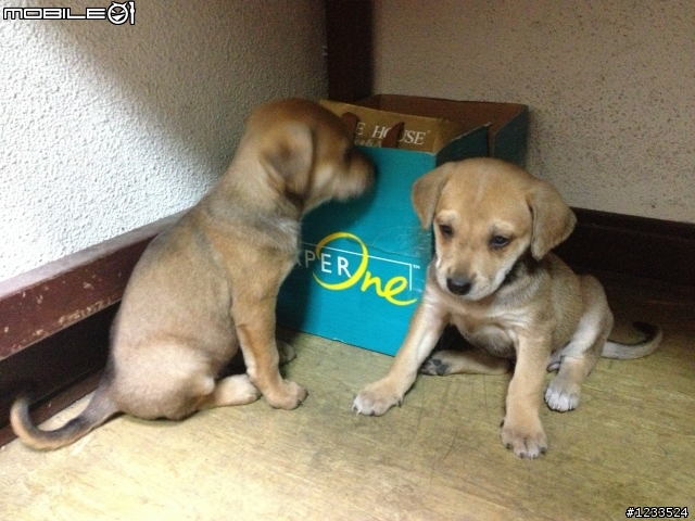 年前狗來富 徵求照護及送養喔(台中市北平路)~幼幼犬