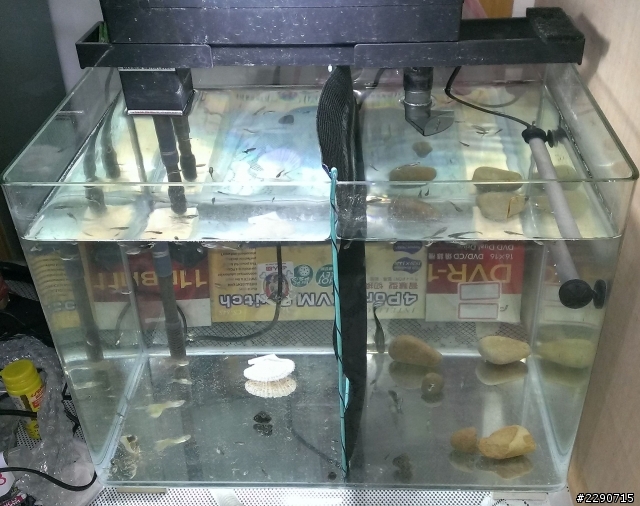 我的孔雀魚裸缸 最近魚便便很快變成沙狀，是硝化菌的原因嗎?