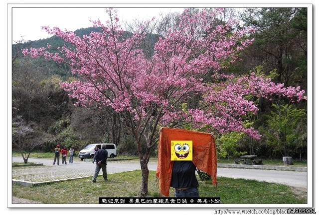  2/22武陵櫻花花況，管制與遊園詳情