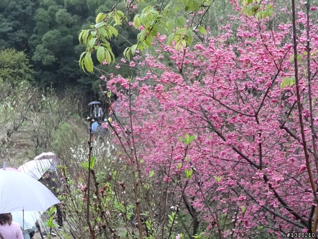親子旅遊-新春台北自由行(2)-貓空杏花材