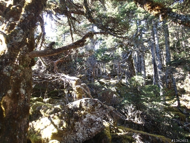 春節三叉山,向陽山,嘉明湖( 簡單分享還是很多圖)