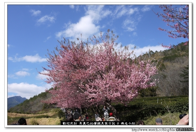  2/22武陵櫻花花況，管制與遊園詳情
