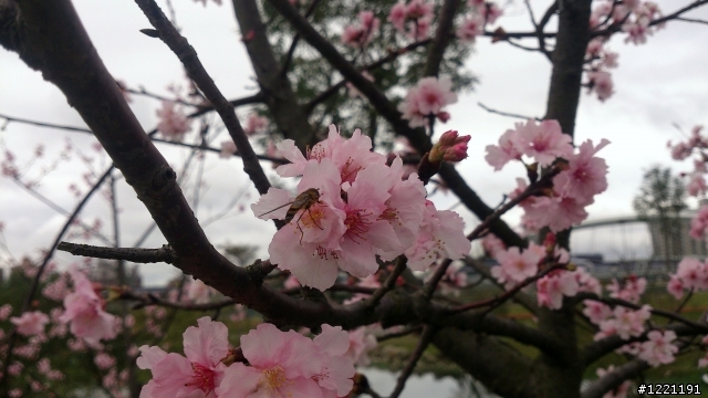 櫻花in陽光運動園區  by  Xperia  TX