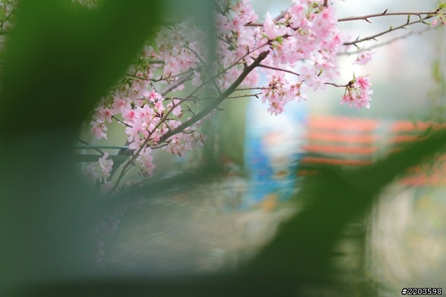 Canon EF 135mm F2.0 L USM 試拍文(新竹公園河津櫻)