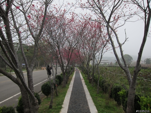 2013.02新社、松鶴、谷關尋花記
