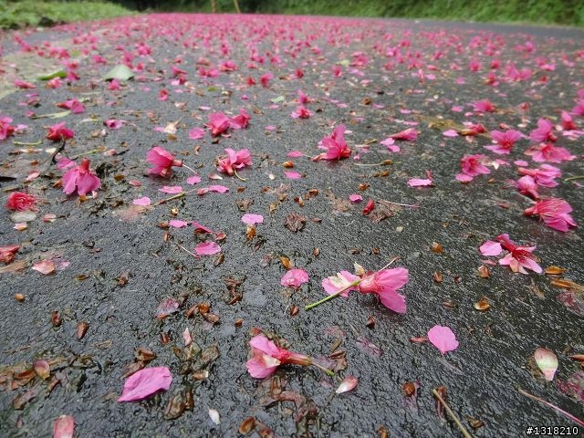 親子旅遊-新春台北自由行(5)-櫻花百拉卡