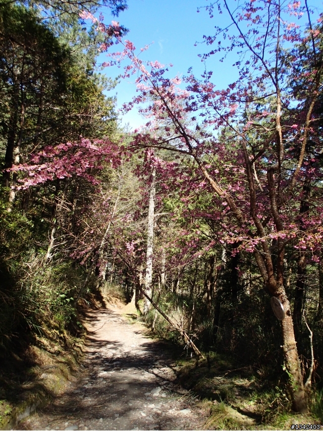 春節三叉山,向陽山,嘉明湖( 簡單分享還是很多圖)