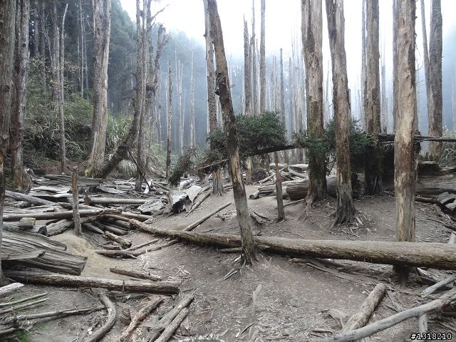 親子旅遊-竹山鹿谷體驗行