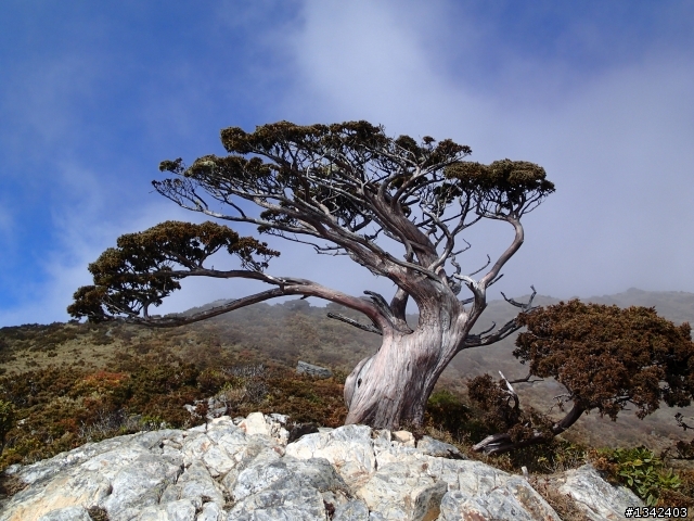 春節三叉山,向陽山,嘉明湖( 簡單分享還是很多圖)