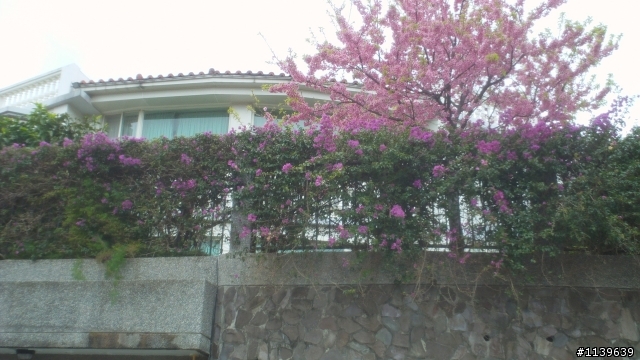 看sakura不必去YMS-2