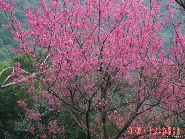 20130204  土城太極嶺賞櫻之旅