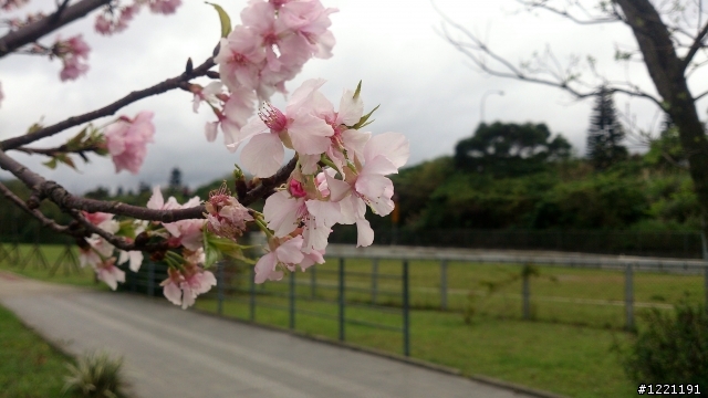 櫻花in陽光運動園區  by  Xperia  TX