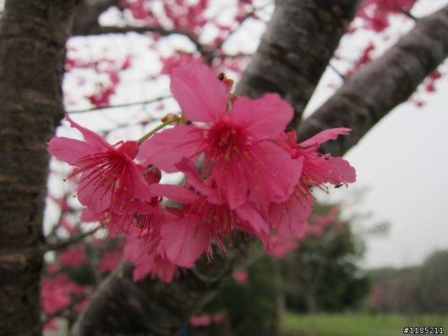 2013.02新社、松鶴、谷關尋花記