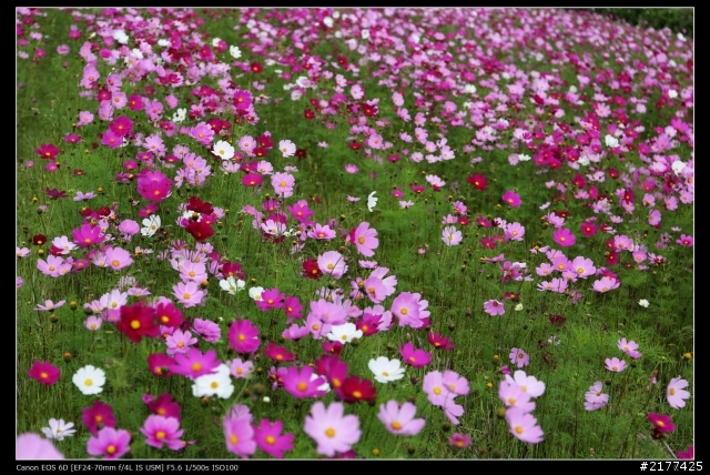 Canon EF 24-70mm f/4L IS USM + EOS 6D 拍波斯菊分享