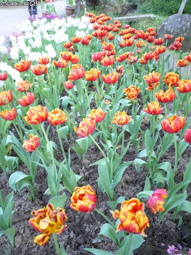 鬱見好心情~2013/1/28桃源仙谷鬱金香花況