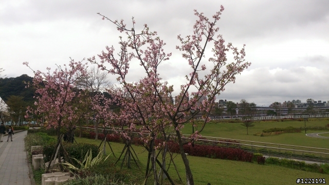 櫻花in陽光運動園區  by  Xperia  TX