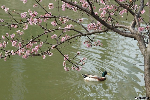 Canon EF 135mm F2.0 L USM 試拍文(新竹公園河津櫻)