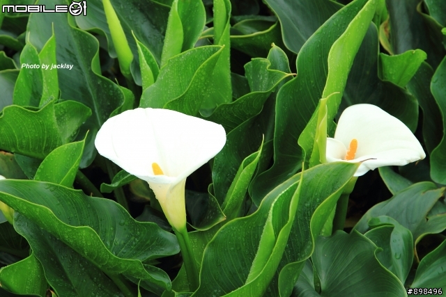 陽明山賞花