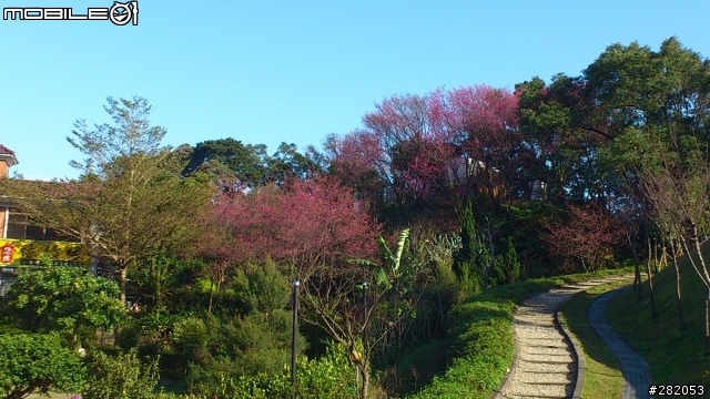 ~貓空 慢跑 賞櫻~