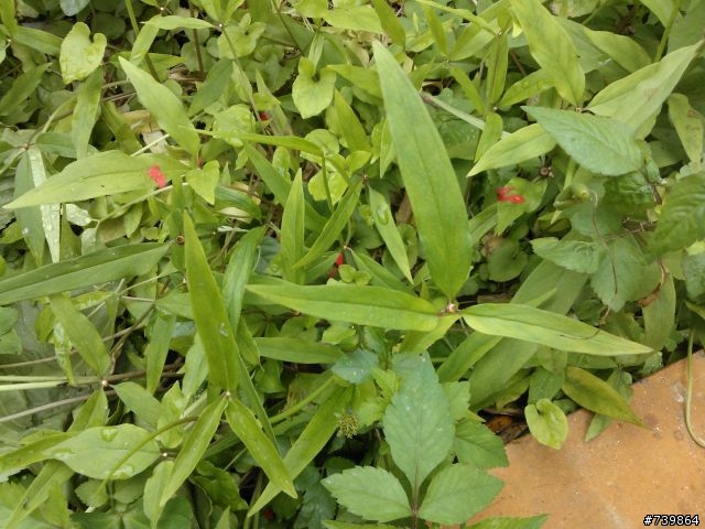 數種植物請教,感恩!