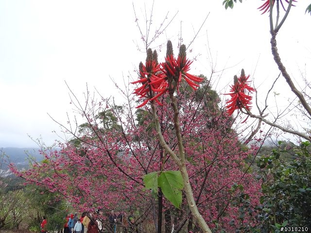 親子旅遊-新春台北自由行(2)-貓空杏花材