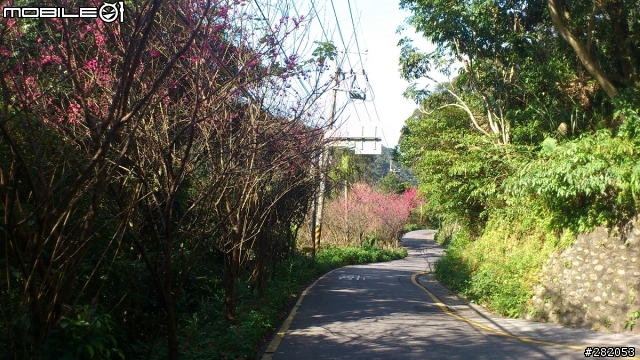 ~貓空 慢跑 賞櫻~