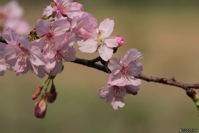 Canon EF 135mm F2.0 L USM 試拍文(新竹公園河津櫻)