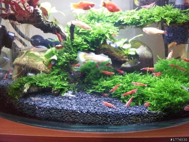 麻煩請養魚達人健檢小弟的小魚缸