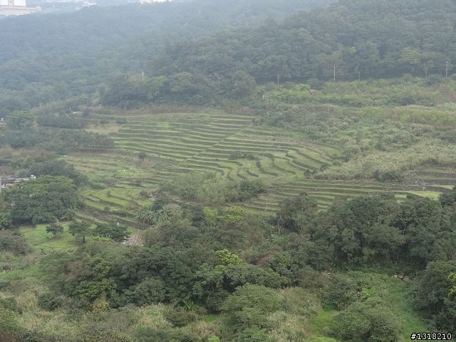 親子旅遊-新春台北自由行(5)-櫻花百拉卡