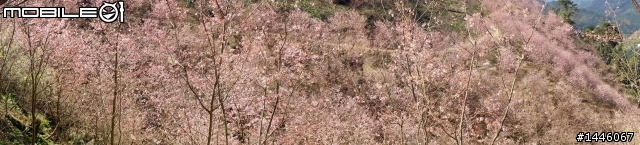遇見櫻花林