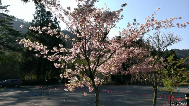 2/22 武陵櫻花canon 壞了就蝴蝶上場吧