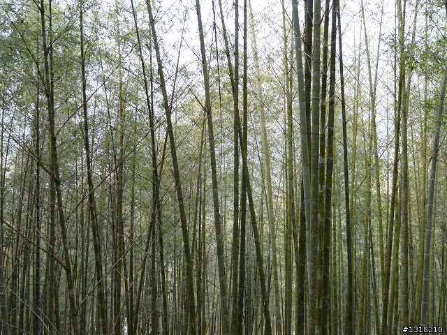 親子旅遊-竹山鹿谷體驗行