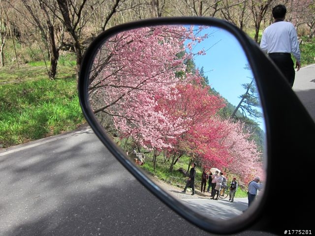 一日雙北加武陵農場櫻花行~