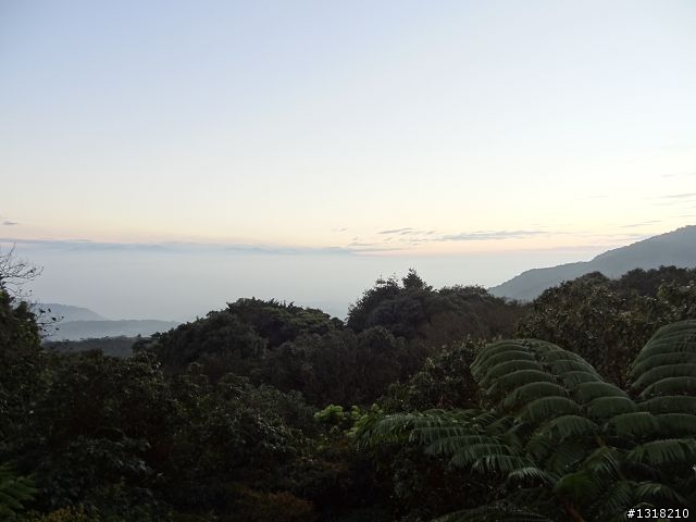 親子旅遊-新春台北自由行(5)-櫻花百拉卡