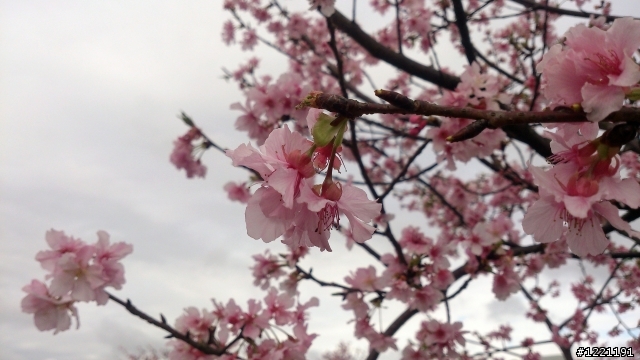 櫻花in陽光運動園區  by  Xperia  TX