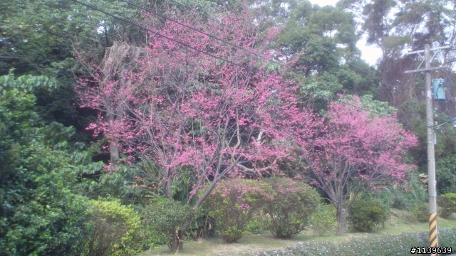 看sakura不必去YMS-2