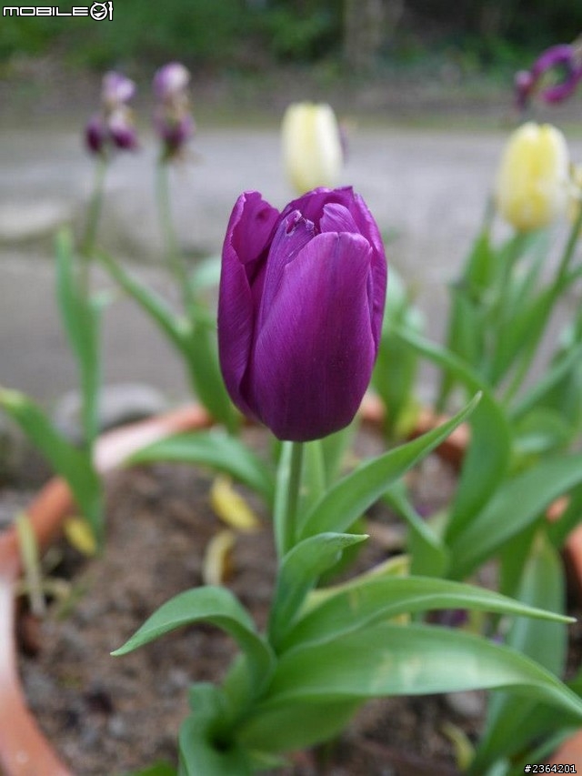 鬱見好心情~2013/1/28桃源仙谷鬱金香花況