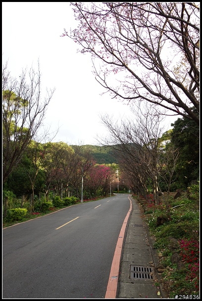 2013.02.03【單車遊記】《櫻》網打盡