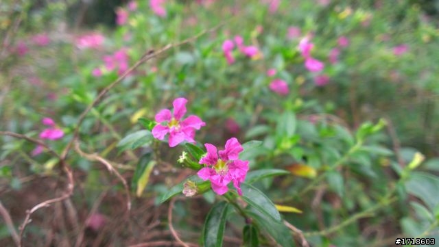 [分享]蝴蝶拍的路邊小花