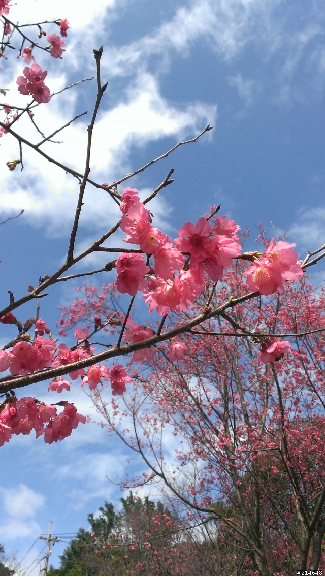 帶著蝴蝶賞櫻記