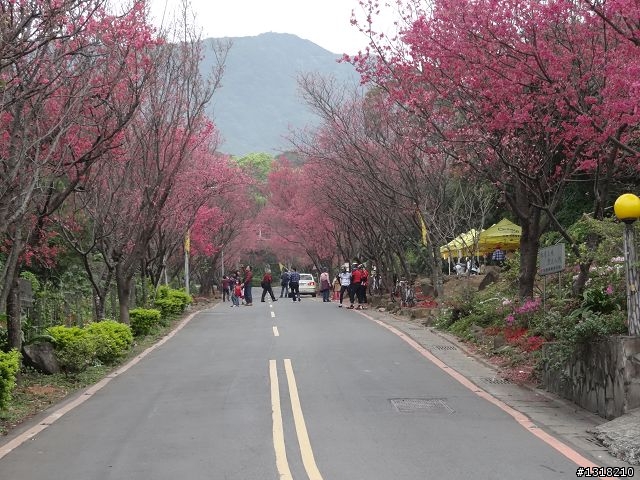 親子旅遊-新春台北自由行(5)-櫻花百拉卡