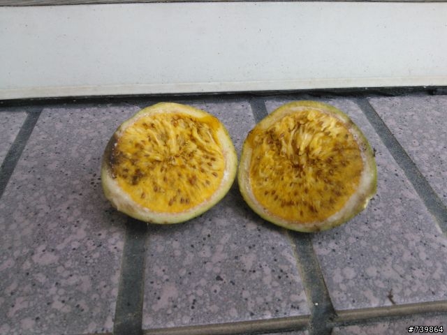 數種植物請教,感恩!