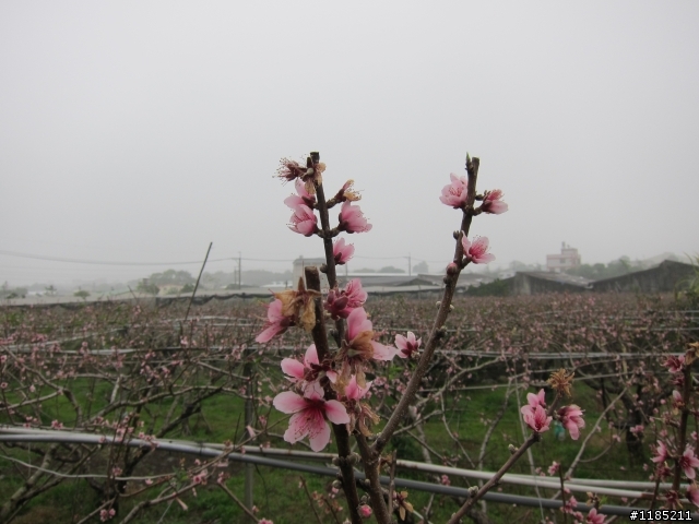 2013.02新社、松鶴、谷關尋花記