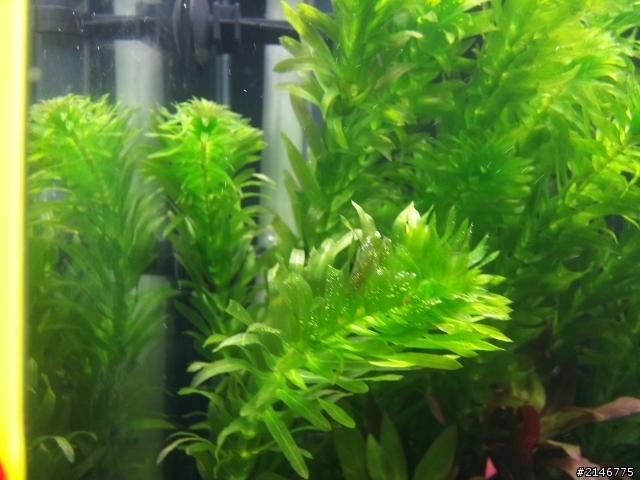 水草頂端變黑