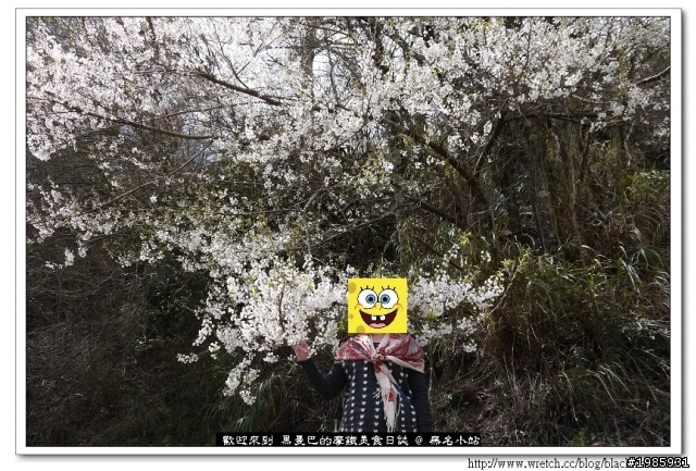 2/22武陵櫻花花況，管制與遊園詳情