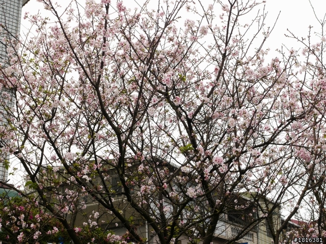 相同的天元宮...不一樣的櫻花3/24更新花況