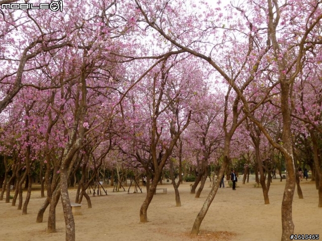 台南公園&官田區八田路(南117線),羊蹄甲花海