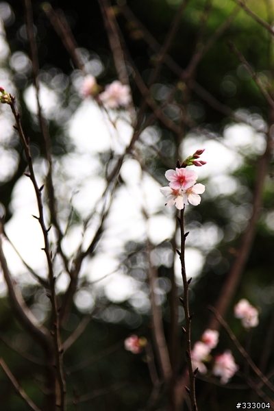 2013/03/18 天元宮 花況